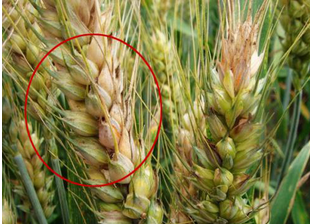 食品中真菌毒素的檢測(cè)方法有哪些？