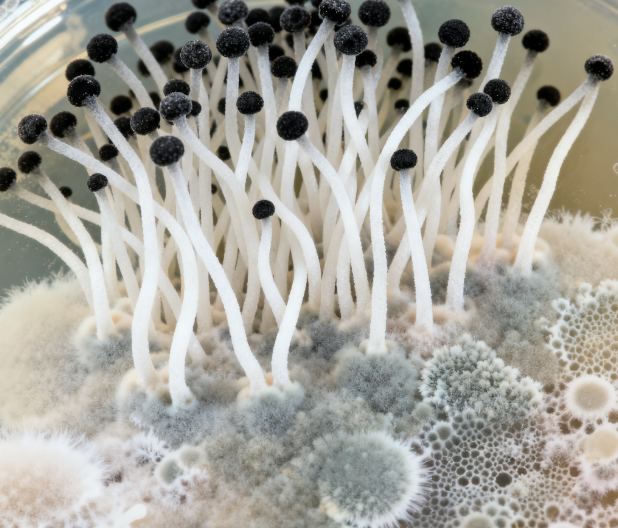 飼料原料冬季儲(chǔ)存風(fēng)險(xiǎn)升級(jí)，熒光定量真菌毒素檢測(cè)儀功能顯優(yōu)勢(shì)