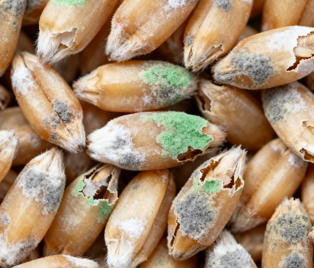 高校實驗室用：LD-LZ1真菌毒素檢測儀，熒光定量技術適配教學科研